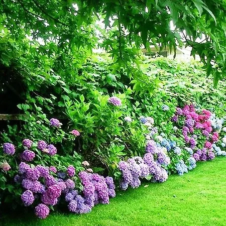 Apartment Goga Mare *